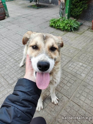 mlodziutki-duszko-wesoly-niekonfliktowy-super-psiak-49596-kalisz-na-sprzedaz.jpg