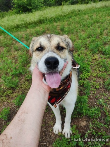 mlodziutki-duszko-wesoly-niekonfliktowy-super-psiak-49596-kalisz.jpg