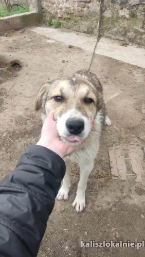 mlodziutki-duszko-wesoly-niekonfliktowy-super-psiak-49596-zdjecia.jpg