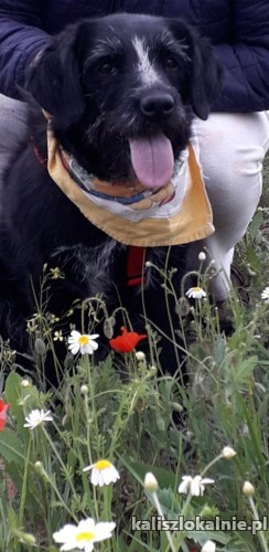 dejna-psi-aniol-do-pokochania-od-zaraz-49622-kalisz-do-sprzedania.jpg