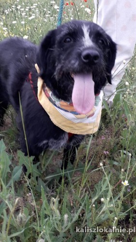 dejna-psi-aniol-do-pokochania-od-zaraz-49622-kalisz-foto.jpg