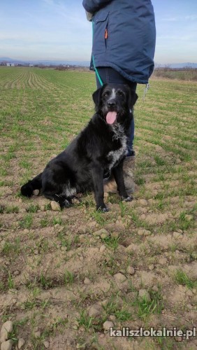 dejna-psi-aniol-do-pokochania-od-zaraz-49622-kalisz.jpg