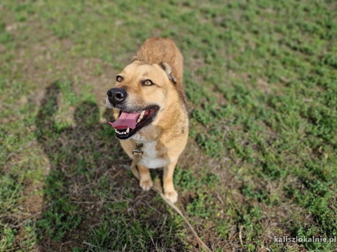 sofi-przyjazna-mloda-suczka-szuka-domu-49623-kalisz-foto.jpg