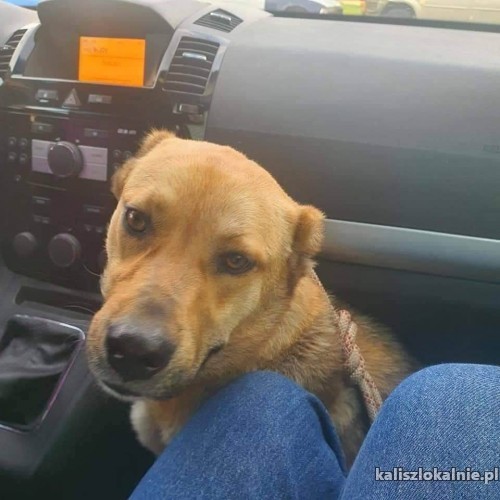 sofi-przyjazna-mloda-suczka-szuka-domu-49623-kalisz-na-sprzedaz.jpg