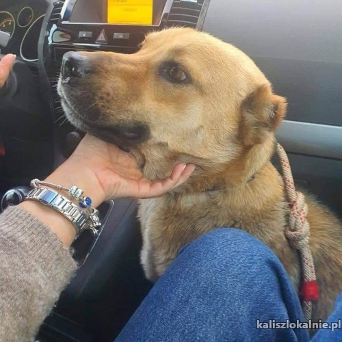 sofi-przyjazna-mloda-suczka-szuka-domu-49623-kalisz.jpg