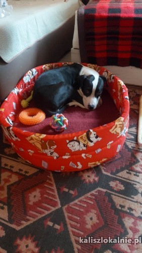 tara-mlodziutka-suczka-szuka-kochajacego-domu-49624-kalisz.jpg