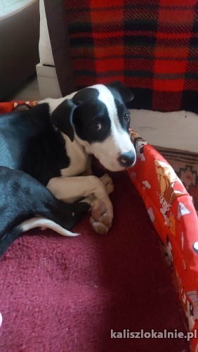tara-mlodziutka-suczka-szuka-kochajacego-domu-49624-sprzedam.jpg