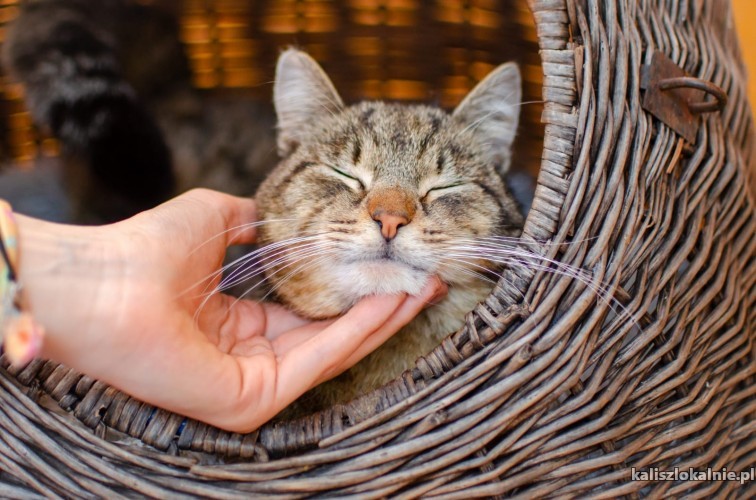 rydzyk-cierpliwy-niezwykle-miziasty-kotek-49626-kalisz.jpg