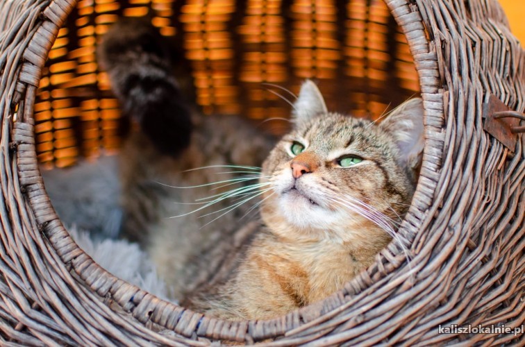 rydzyk-cierpliwy-niezwykle-miziasty-kotek-49626-sprzedam.jpg