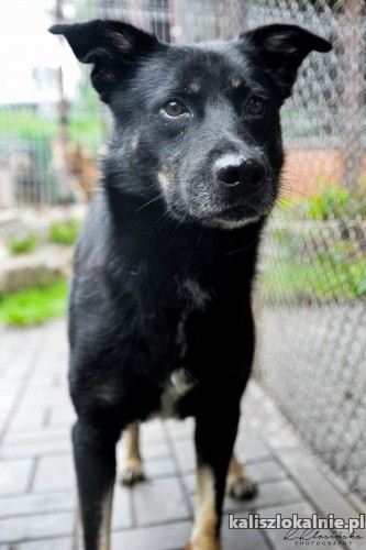 laki-niekonfliktowy-wesoly-pelen-zycia-pies-49633-kalisz-do-sprzedania.jpg