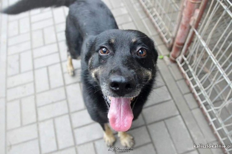 laki-niekonfliktowy-wesoly-pelen-zycia-pies-49633-kalisz-foto.jpg