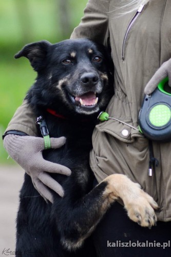 laki-niekonfliktowy-wesoly-pelen-zycia-pies-49633-kalisz.jpg