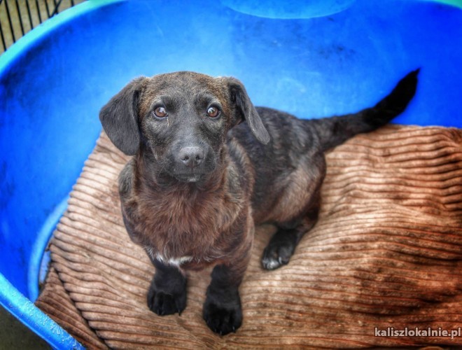 5-miesieczna-chanelka-wesola-jamniczka-szuka-domu-49690-kalisz.jpg