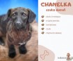 5 miesięczna Chanelka, wesoła jamniczka szuka domu!