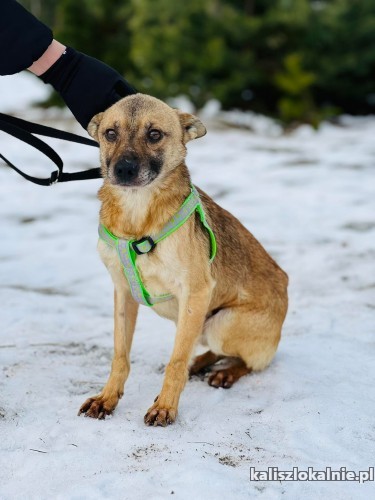 nakolankowy-precelek-niekonfliktowy-malutki-piesek-49694-kalisz.jpg