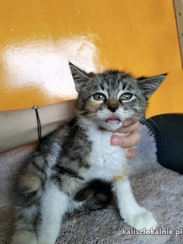chilli-3-miesieczna-trikolorka-szuka-domu-49768-sprzedam.jpg