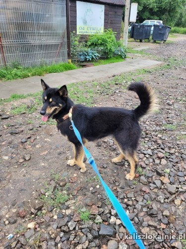 azir-mlodziutki-niekonfliktowy-piesek-49800-sprzedam.jpg