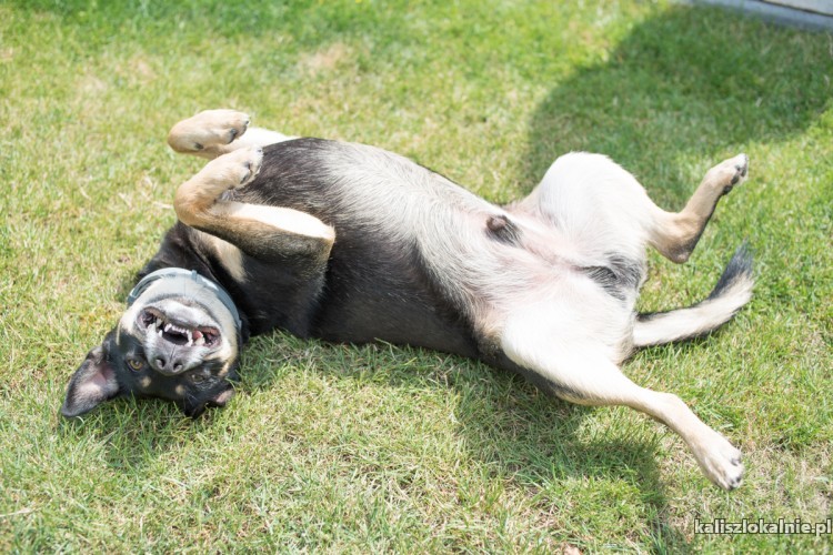 slodki-daktylek-poleca-sie-do-adopcji-49841-kalisz.jpg