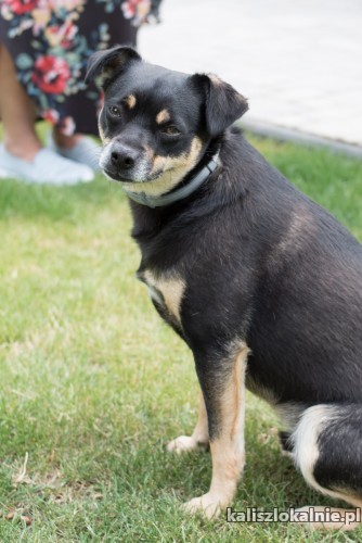 slodki-daktylek-poleca-sie-do-adopcji-49841-psy.jpg