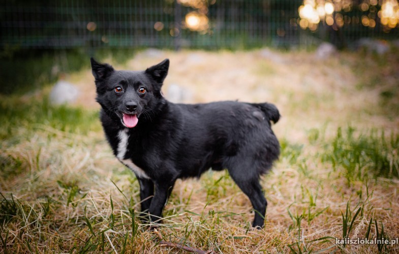 dare-i-prince-lagodne-domowe-pieski-adopcja-49846-kalisz-foto.jpg