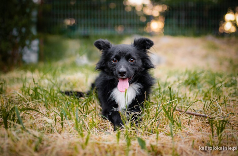 dare-i-prince-lagodne-domowe-pieski-adopcja-49846-kalisz.jpg