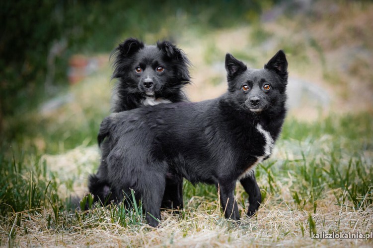 dare-i-prince-lagodne-domowe-pieski-adopcja-49846-psy.jpg