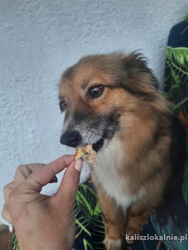 poszukiwany-kochajacy-dom-dla-malej-suczki-49920-kalisz-foto.jpg