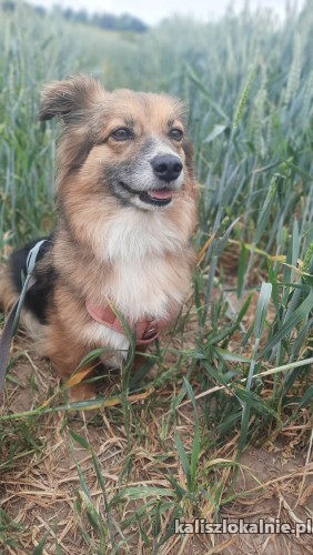 poszukiwany-kochajacy-dom-dla-malej-suczki-49920-kalisz.jpg