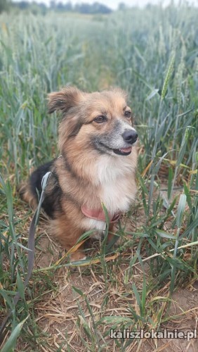 poszukiwany-kochajacy-dom-dla-malej-suczki-49920-psy.jpg