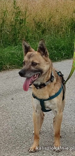 fantastyczny-precelek-mlody-przyjazny-psiak-49995-kalisz.jpg