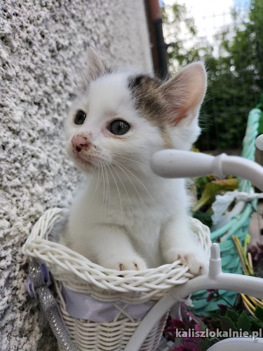 malutkie-kociaki-poszukuja-domkow-50002-kalisz.jpg