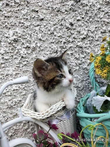 malutkie-kociaki-poszukuja-domkow-50002-sprzedam.jpg