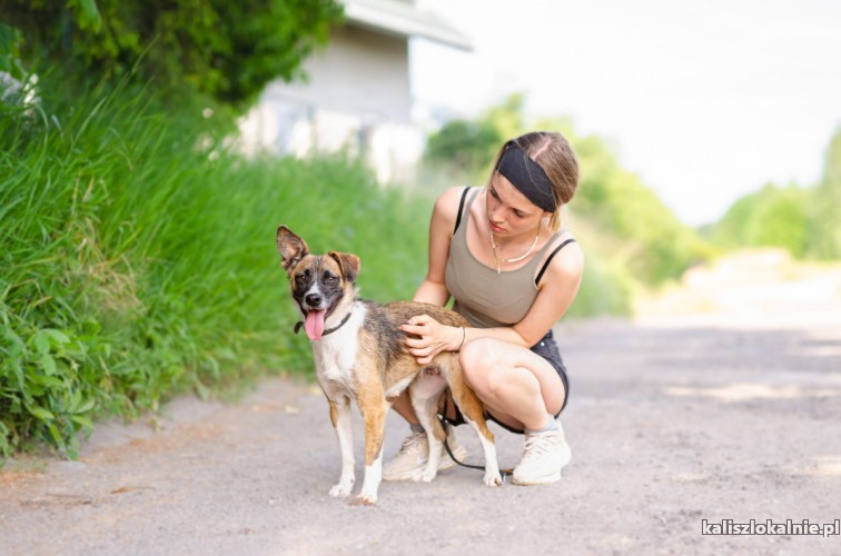 mlodziutka-zakochana-w-czlowieku-pysia-szuka-domu-50003-kalisz.jpg