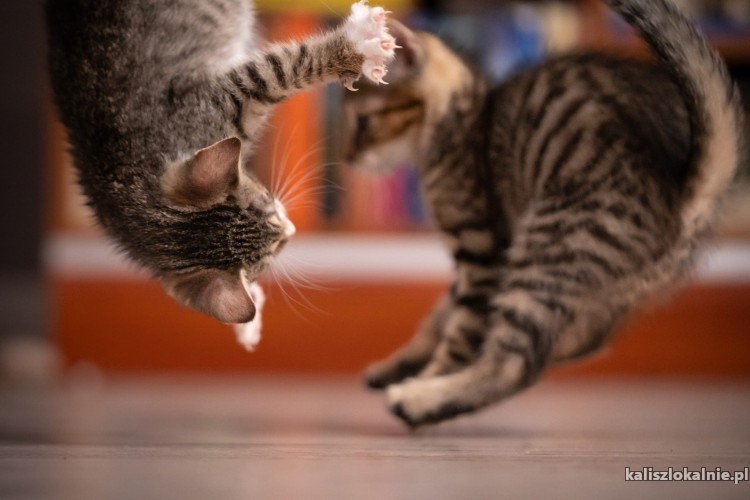 10-tygodniowe-kocieta-szukaja-domow-50005-kalisz.jpg