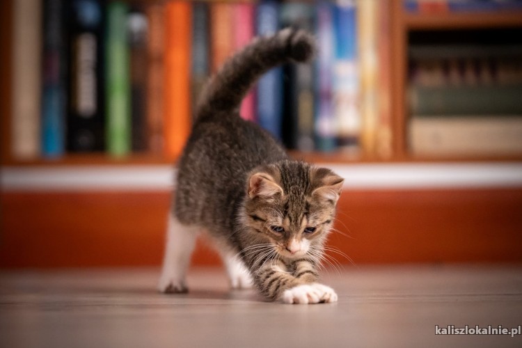 10-tygodniowe-kocieta-szukaja-domow-50005-koty.jpg