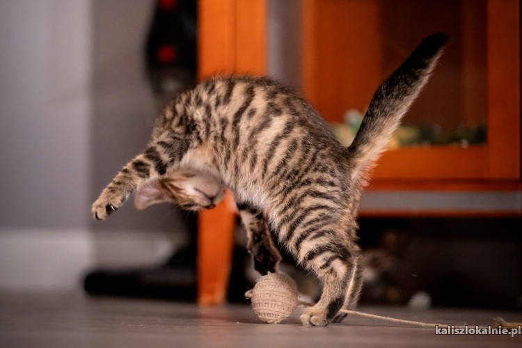 10-tygodniowe-kocieta-szukaja-domow-50005-zdjecia.jpg