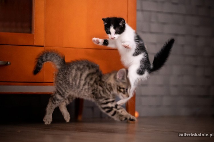 3-miesieczna-koteczka-koko-do-adopcji-50051-sprzedam.jpg