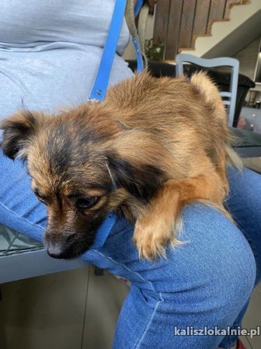nakolankowy-bolus-slodki-niesmialy-psiaczek-50088-kalisz-foto.jpg