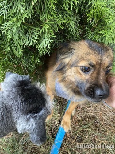 nakolankowy-bolus-slodki-niesmialy-psiaczek-50088-kalisz-na-sprzedaz.jpg