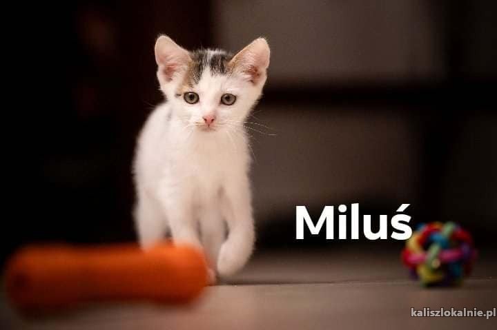 milus-slodki-koteczek-szuka-pilnie-domu-50108-sprzedam.jpg