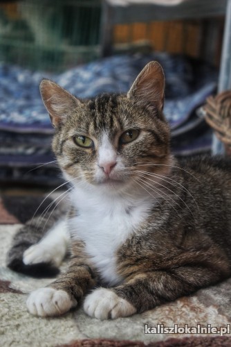 mamita-delikatna-przyjazna-koteczka-50159-sprzedam.jpg
