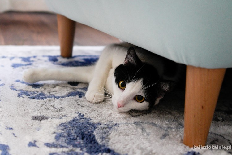 opieka-nad-kotem-hotel-dla-kota-50197-kalisz-do-sprzedania.jpg