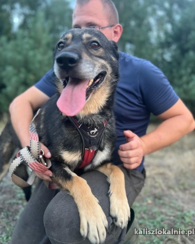 borys-poczciwy-slodki-psiak-szuka-domu-50203-kalisz-do-sprzedania.jpg