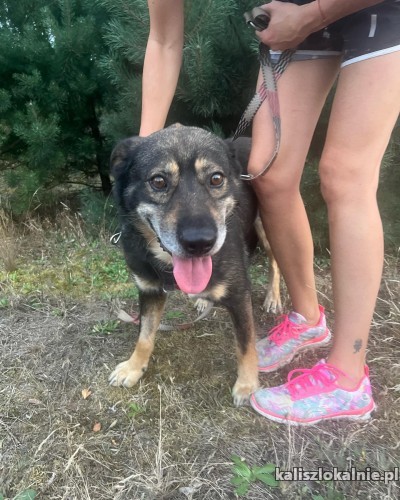 borys-poczciwy-slodki-psiak-szuka-domu-50203-kalisz-foto.jpg