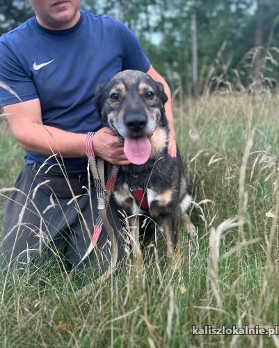 borys-poczciwy-slodki-psiak-szuka-domu-50203-kalisz-na-sprzedaz.jpg