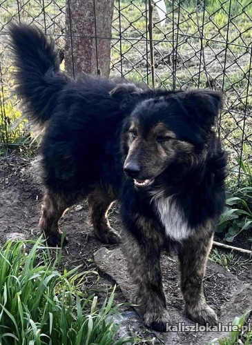 karolek-mlody-niekonfliktowy-psiak-do-pokochania-50216-sprzedam.jpg