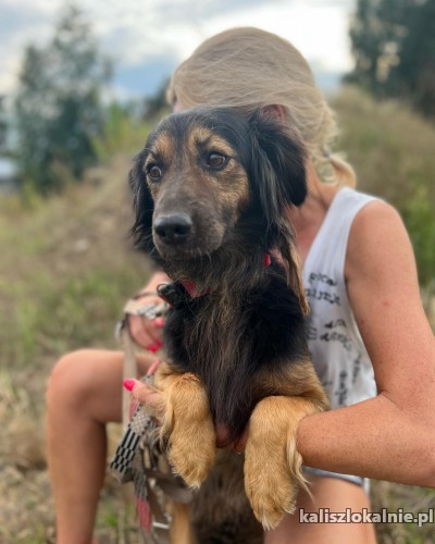 romeo-przecudny-kochany-psiak-do-pokochania-50232-kalisz-foto.jpg