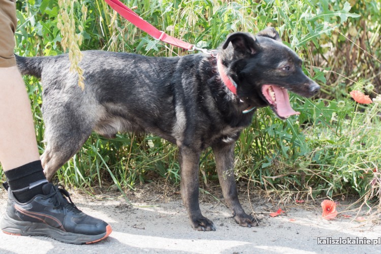 lucky-zapatrzony-w-czlowieka-psiak-szuka-domu-50233-kalisz.jpg