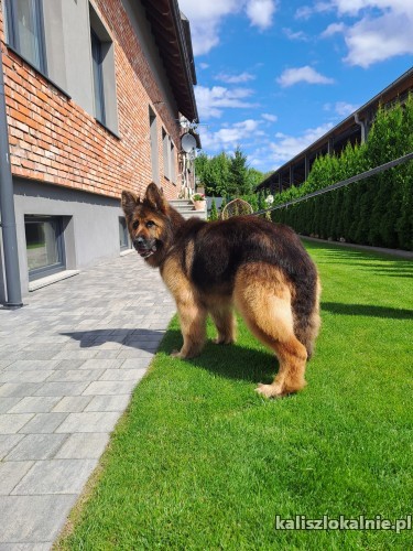 kaja-cudowna-suczka-onka-szuka-domu-50265-kalisz.jpg