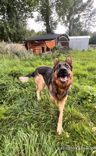 barry-pojetny-madry-owczarek-szuka-domu-50266-kalisz.jpg
